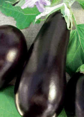 Баклажан Рома Каприс