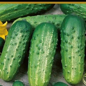 Братец Иванушка 12шт.Ц(Поиск)