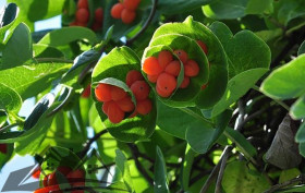 Брауна Бланш Сэндмэн малиновые (Поиск)/1шт