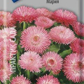 Мария Ц(Поиск)