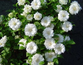 Дюшес Эдинбурга (махр) 2шт