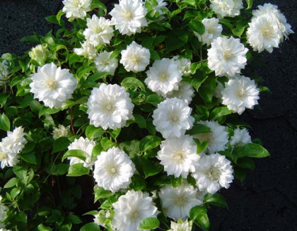 Дюшес Эдинбурга (махр) 2шт