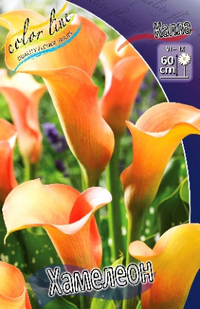 Хамелеон 2шт