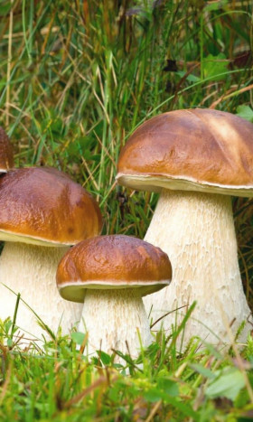 Белый гриб Классический Ц(УД) б/ф