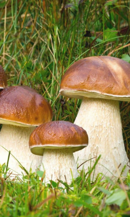 Белый гриб Классический Ц(УД) б/ф