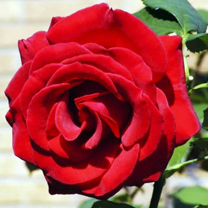 Форевер Янг (ЗКС) ЖИЛЯК