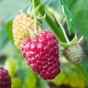 Столичная среднепоздн, красный, крупнопл, бесшипн Поиск