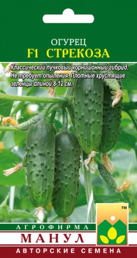 Стрекоза Манул