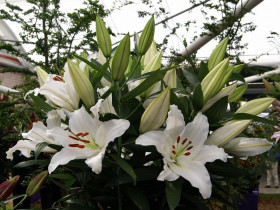 Астериан (вост) 5шт