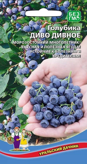 голубика Диво дивное Ц(УД)