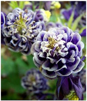 Винки Дабл Блю энд Уайт  2шт