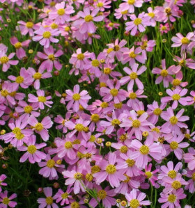 Американ Дрим 2шт