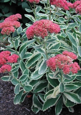 Отумн Шарм 1шт