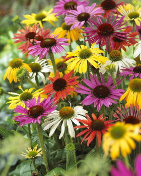 Баттерфляй Гибридс 1шт