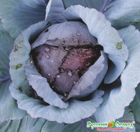 к\к Поздняя красавица Ц(Н)