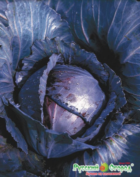 к\к Раняя Красавица Ц(Н)