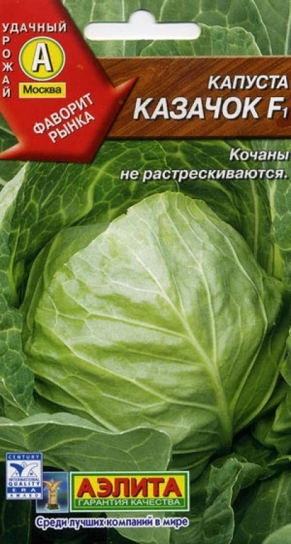 Казачок описание. Капуста белокочанная Казачок. Капуста Казачок f1. Семена капуста б/к Казачок. Сорт капусты Казачок.