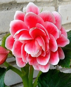 Камелия 3шт