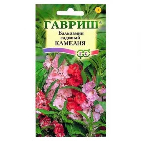 Камелия Ц(Г)