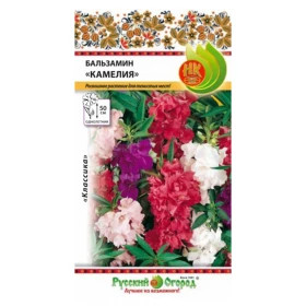 Камелия Ц(Н)