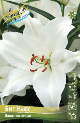 Биг Ньюс 13/14 (вост) 5шт