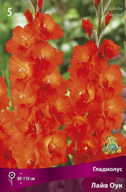 Лайв Оук 10/12 5шт Поиск