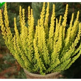 Майами, р-р P12