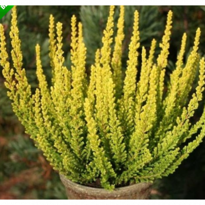 Майами, р-р P12