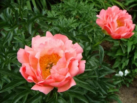 Корал Сансет 1шт Поиск