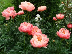 Корал Суприм 1шт Поиск