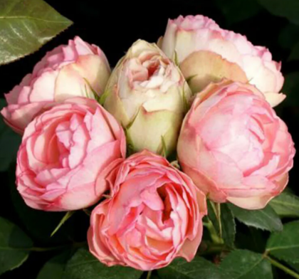 Лавли Рококо(ЗКС) ЖИЛЯК