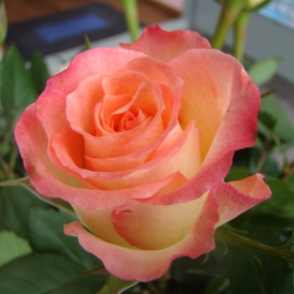 Флорида (ЗКС) ЖИЛЯК