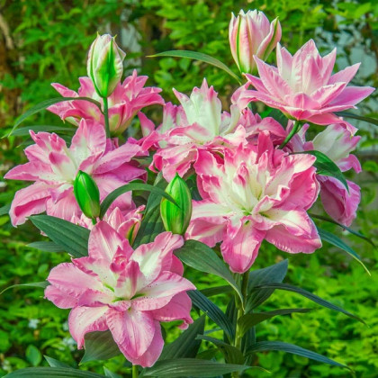 Лакки Энджел 10/12 (вост махр) 5шт