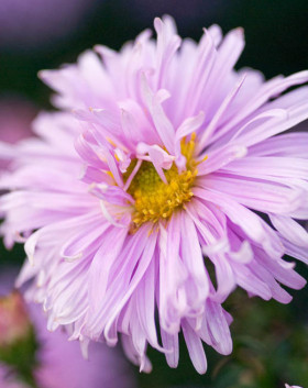 Феллоушип  1шт