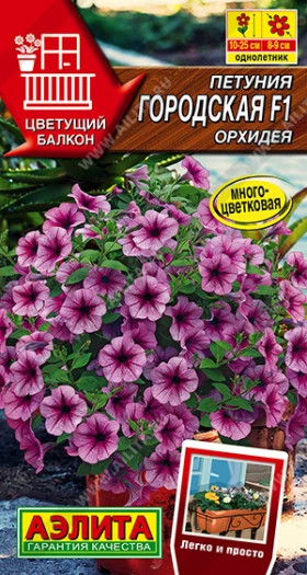 Городская Орхидея Ц(А)