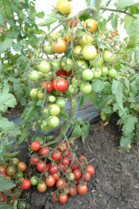 Авоська /Мязина