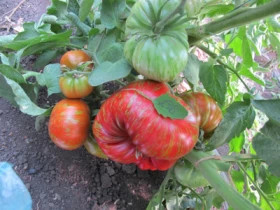 Беркли тай дай /Мязина