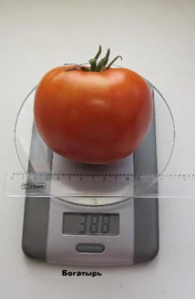 Богатырь /Мязина