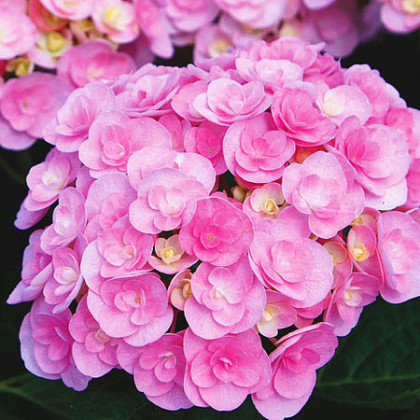 Ю энд Ми Лов, р-р P12