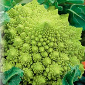 цветная Вероника Ц(Г)