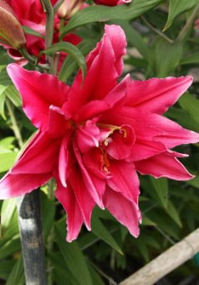 Roselily Елена (вост.махр)\5шт