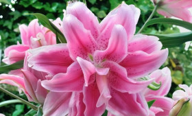 Roselily Изабелла (вост.махр)\5шт