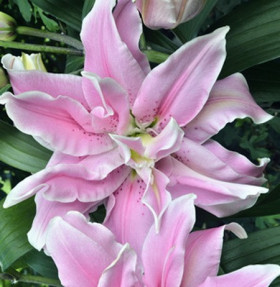 Roselily Нова (вост.махр) 5шт