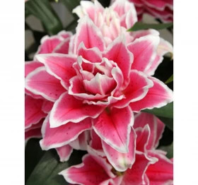 Roselily Саманта (вост.махр) 5шт