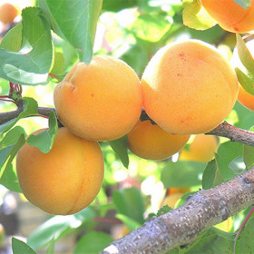 Алеша 1шт Поиск