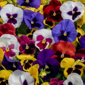 Виола Экстрада (100шт) Микс