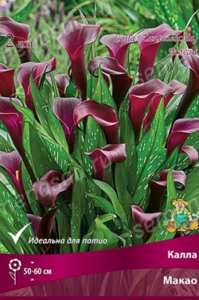 Макао 2шт Поиск