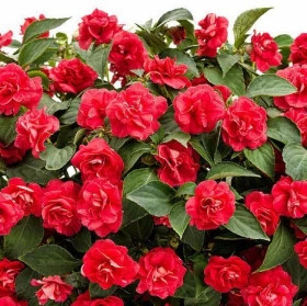 Афина красный махровый Ц(А)