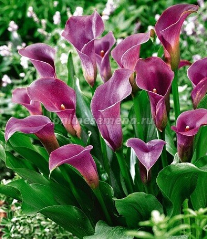 Пепл Сенсейшн 1шт Поиск