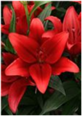 Динамикс (ЛА)  5 шт